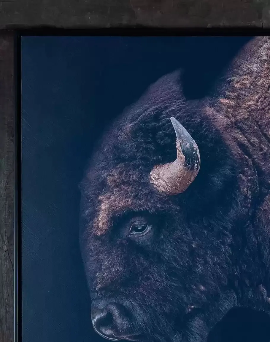 American Bison Framed Canvas Art